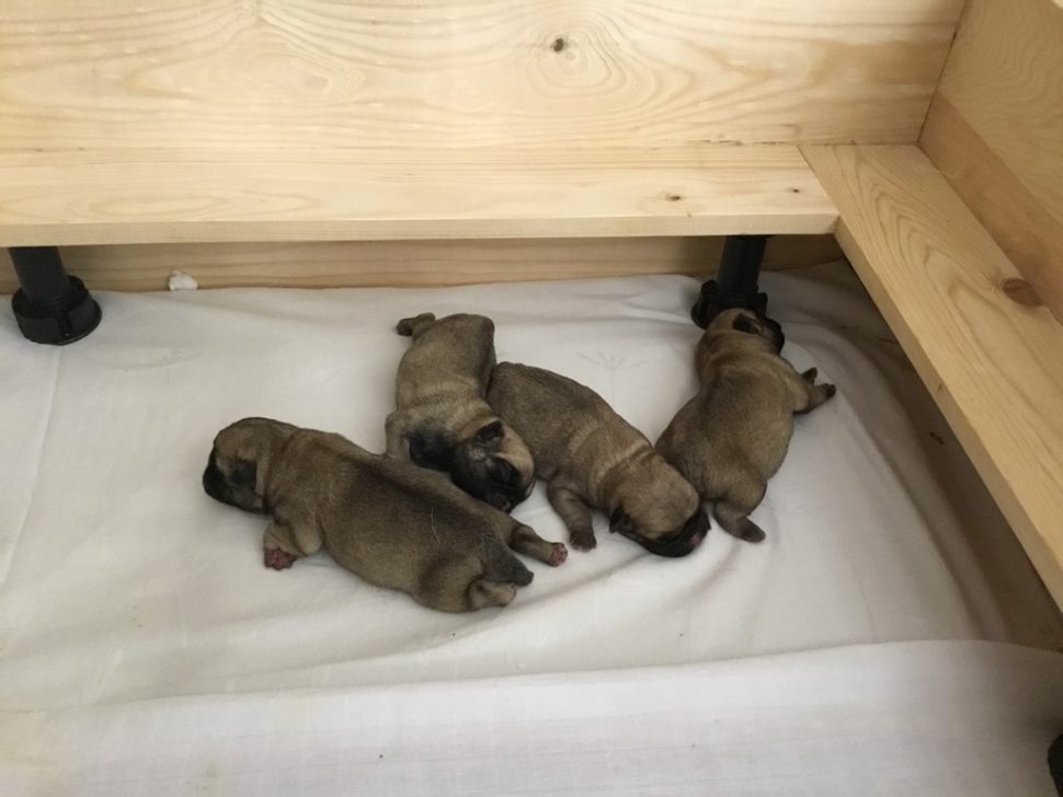 Pugs newborn puppies