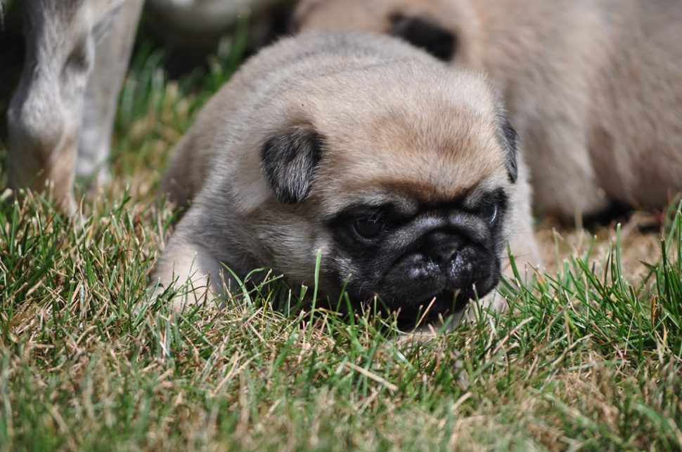 Pug na trávě